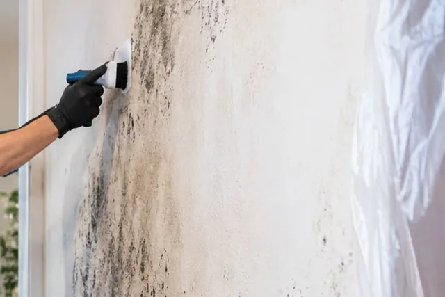 Mold-stained wall being scrubbed with a brush by a gloved technician